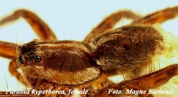 Pardosa hyperborea 5